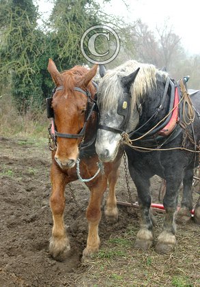 Perceron and Suffolk Punch Heavy Horses DM1201